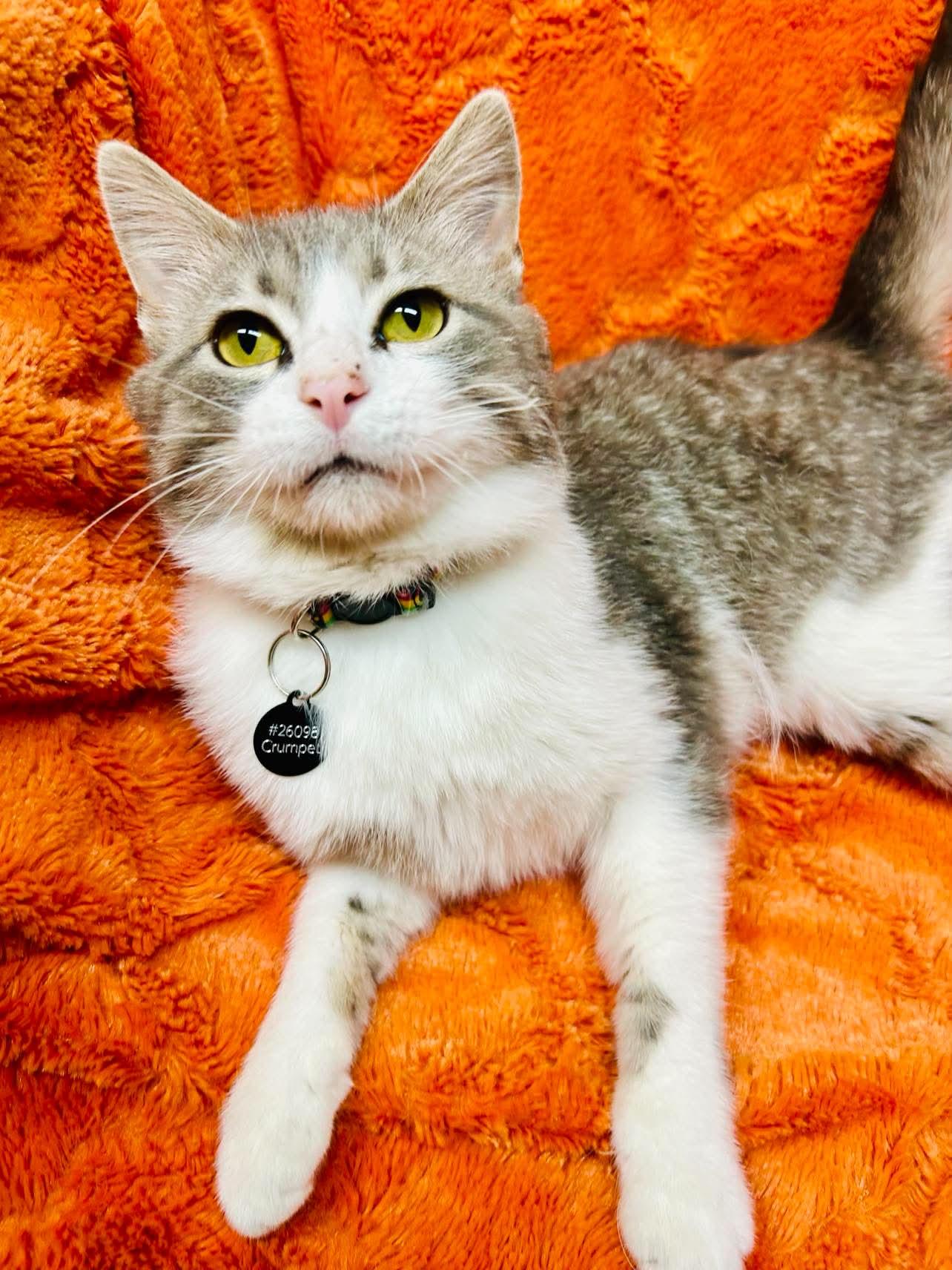 Crumpet , ADOPTABLE, Young Male Domestic Short Hair.