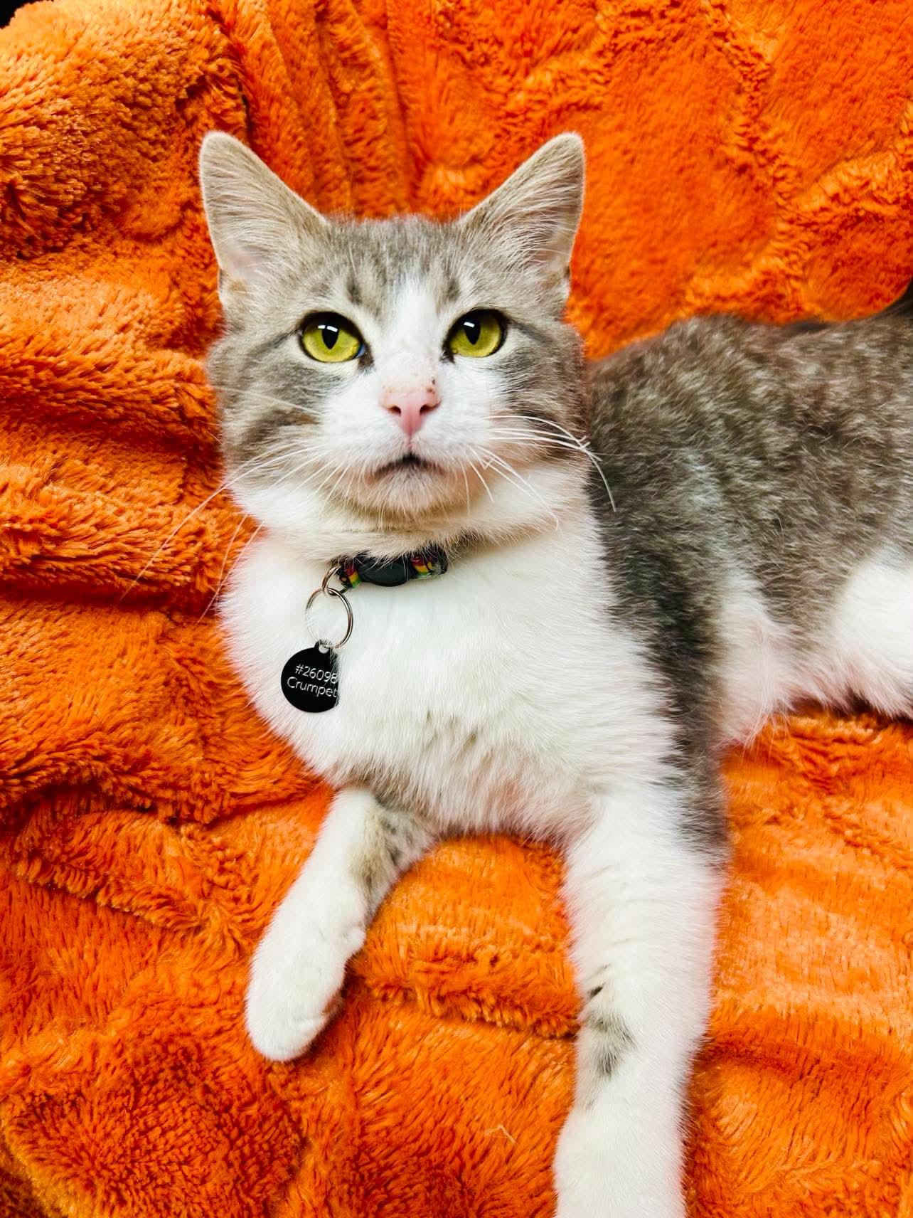 Enlarge Crumpet , a ADOPTABLE Domestic Short Hair in Alexandria, MN image 2/3