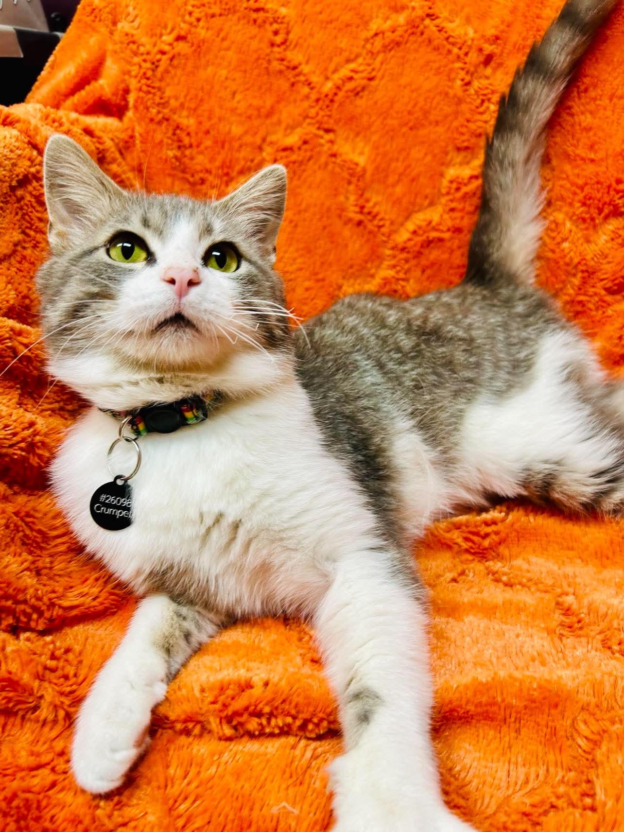 Enlarge Crumpet , a ADOPTABLE Domestic Short Hair in Alexandria, MN image 3/3