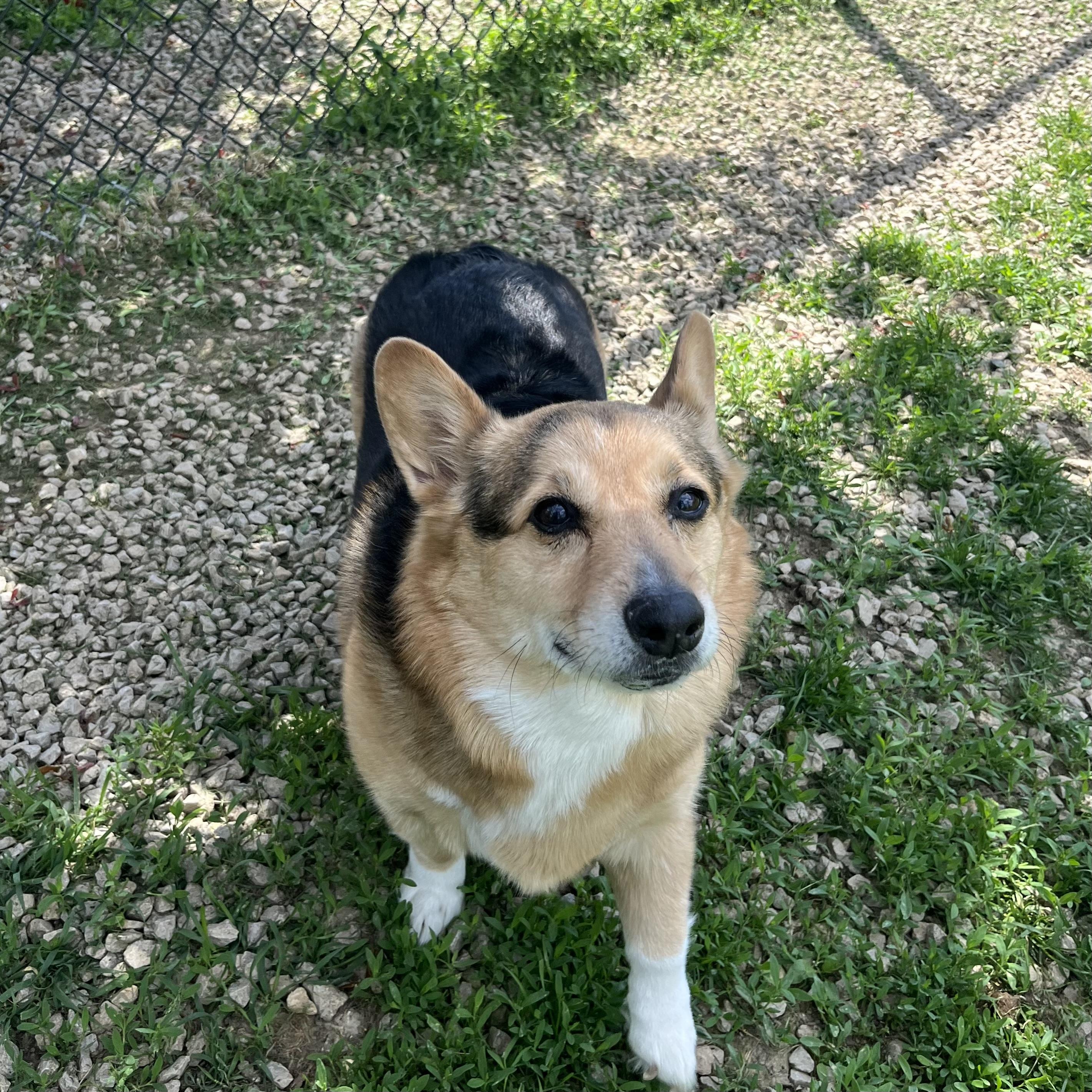 Hunter, adoptable, Adult Male Mixed Breed.