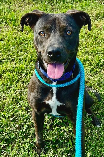 AFRICA, Adoptable, Young Female Labrador Retriever & Pit Bull Terrier.