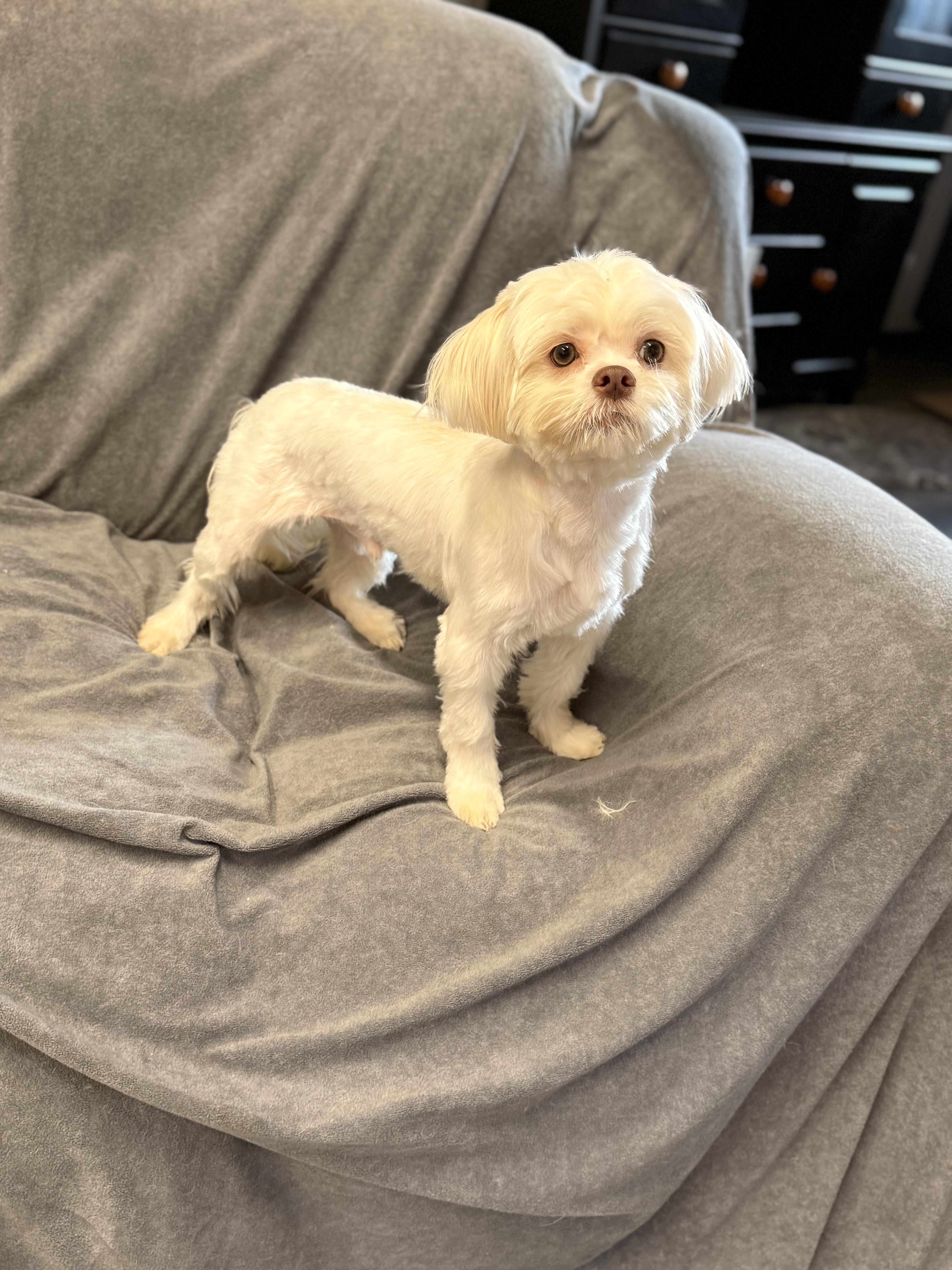Enlarge Theo, an adopted mixed breed in Texarkana, TX image 4/6