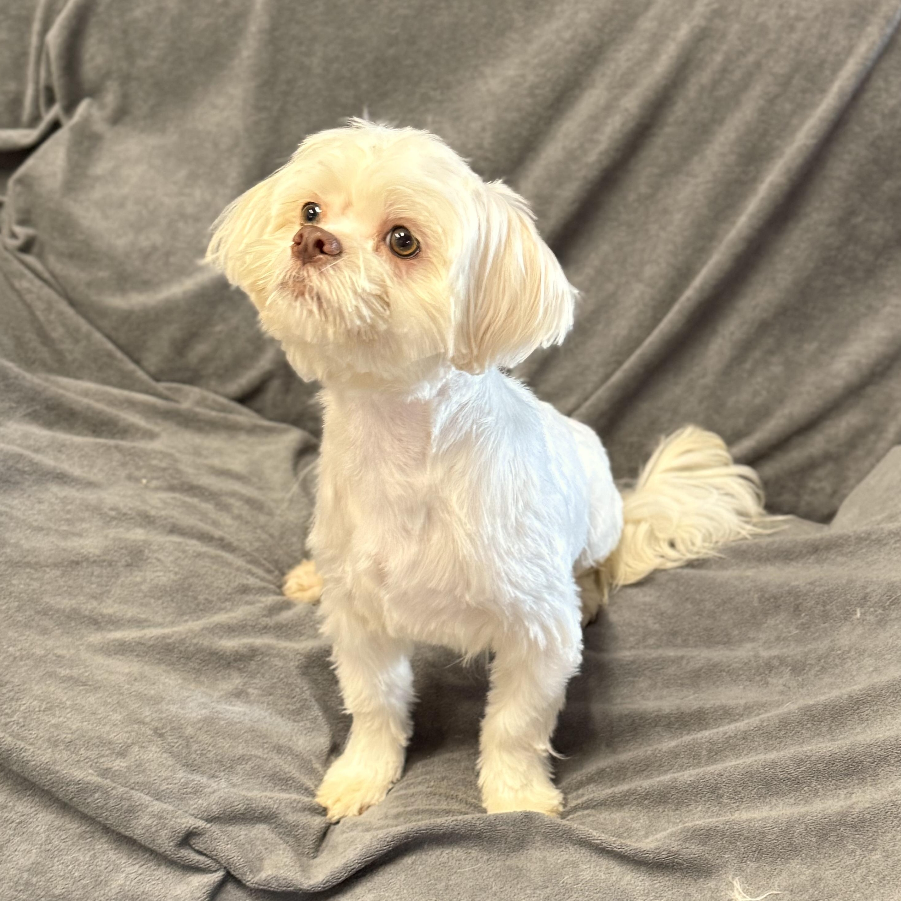 Enlarge Theo, an adopted mixed breed in Texarkana, TX image 6/6