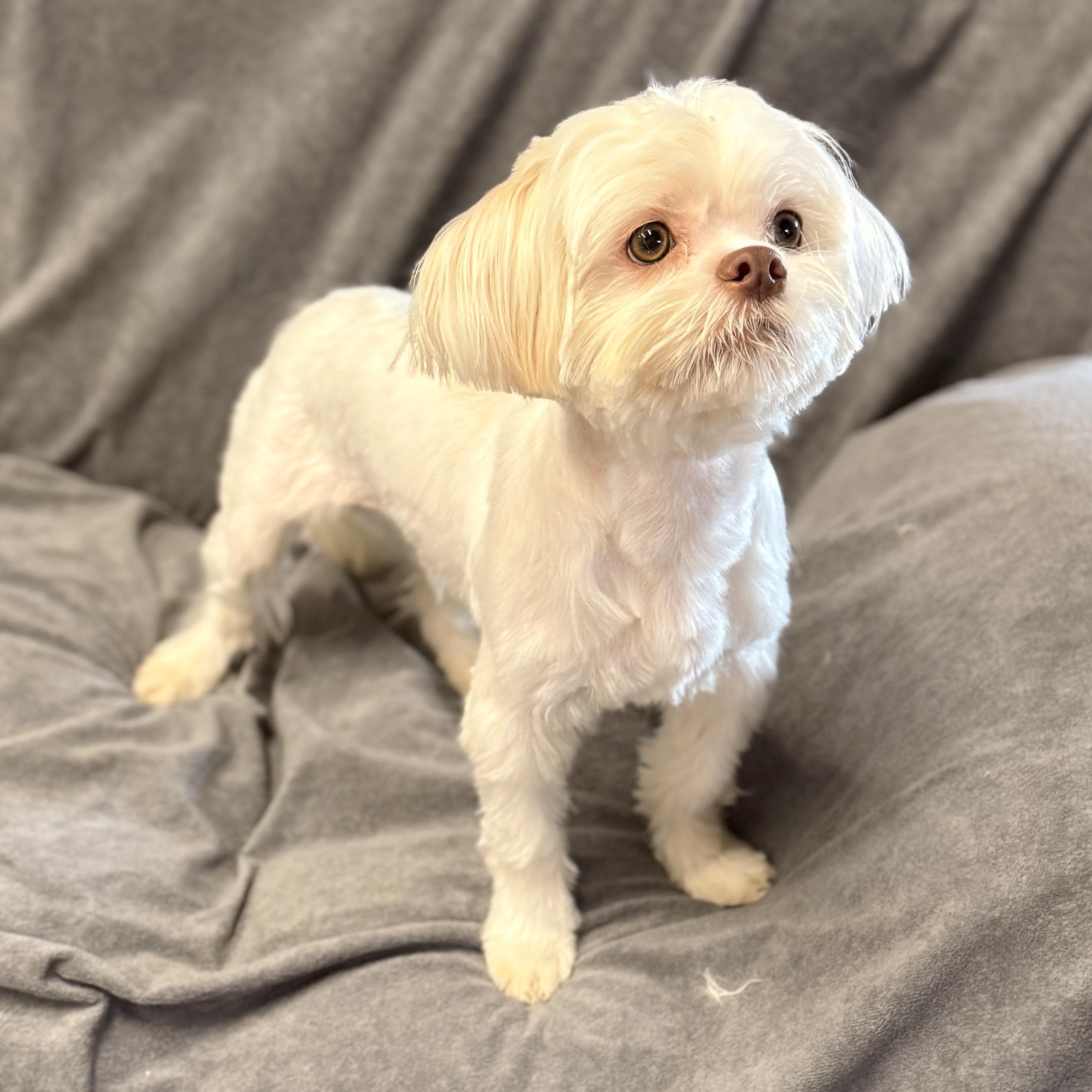 Enlarge Theo, an adopted mixed breed in Texarkana, TX image 5/6