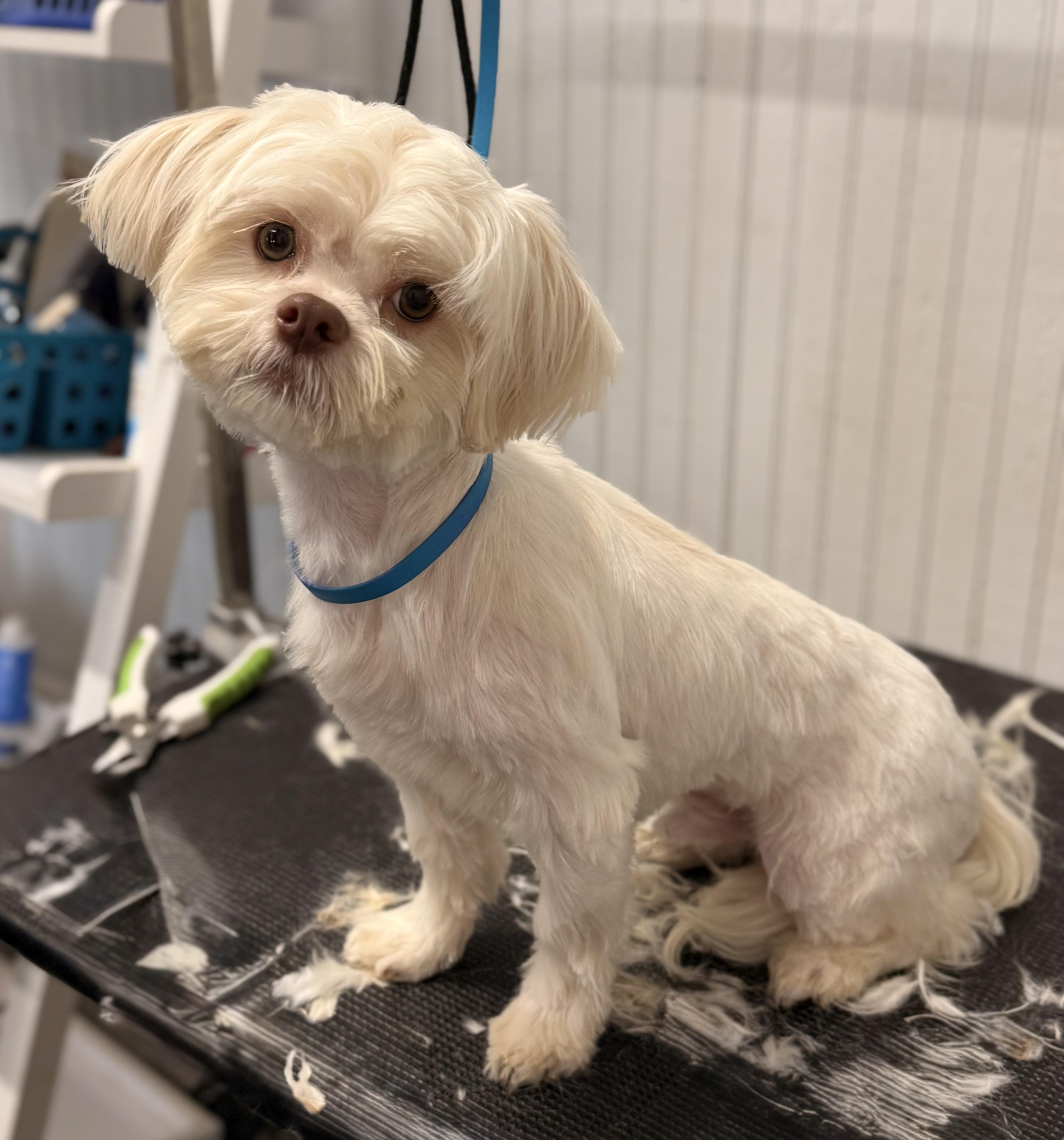 Enlarge Theo, an adopted mixed breed in Texarkana, TX image 2/6