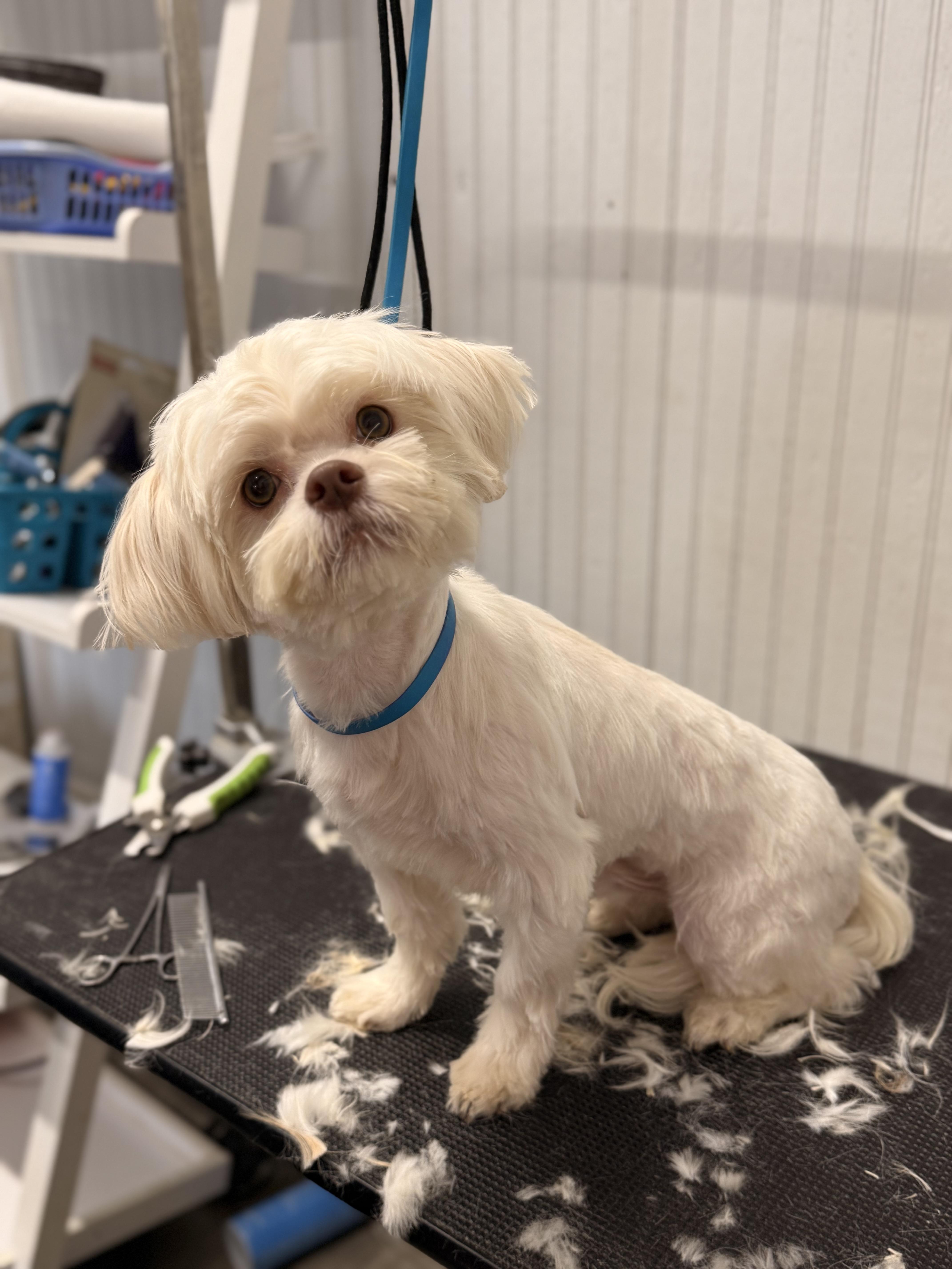 Enlarge Theo, an adopted mixed breed in Texarkana, TX image 1/6