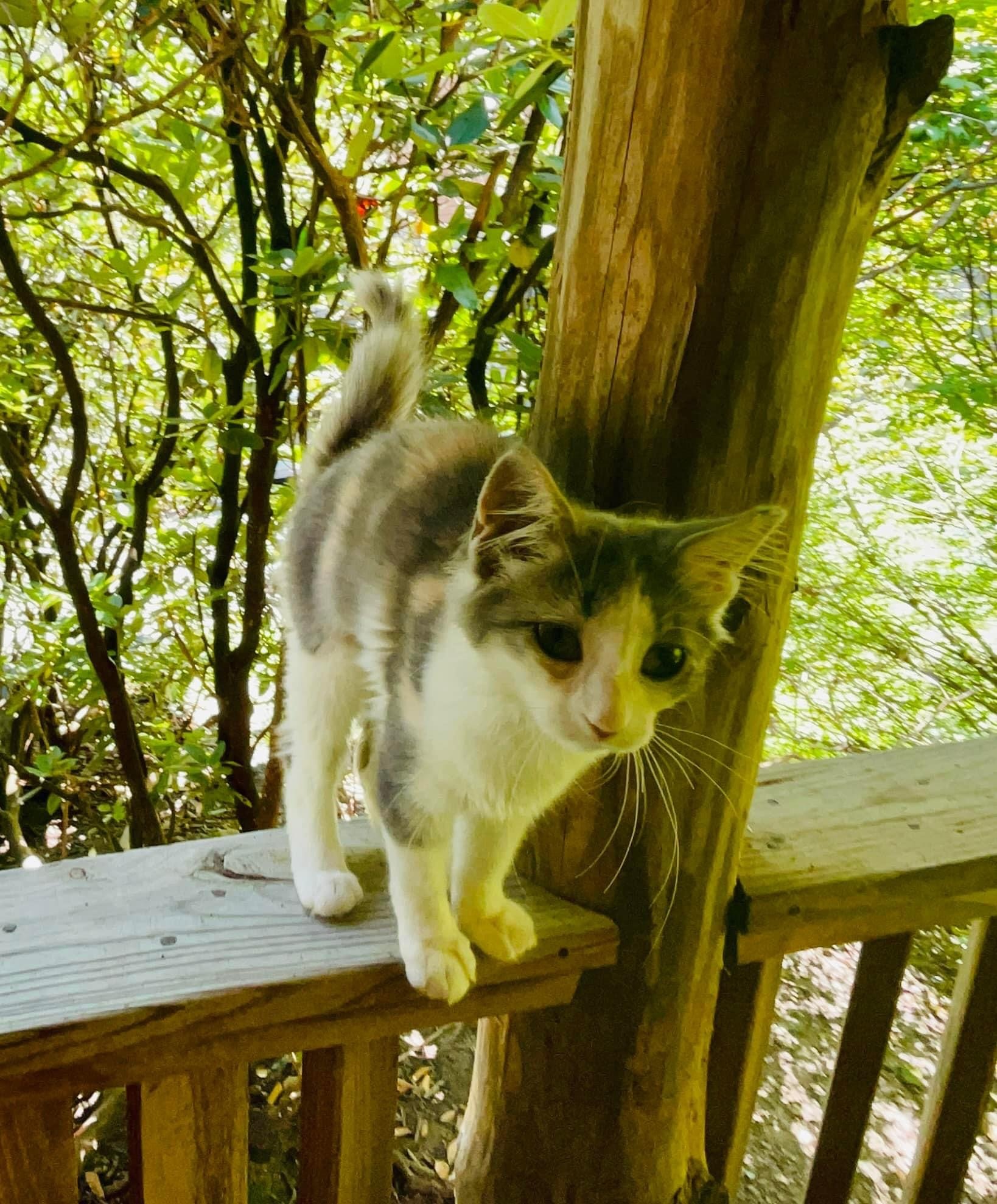 Winter, Adopted, Kitten Female Domestic Long Hair.