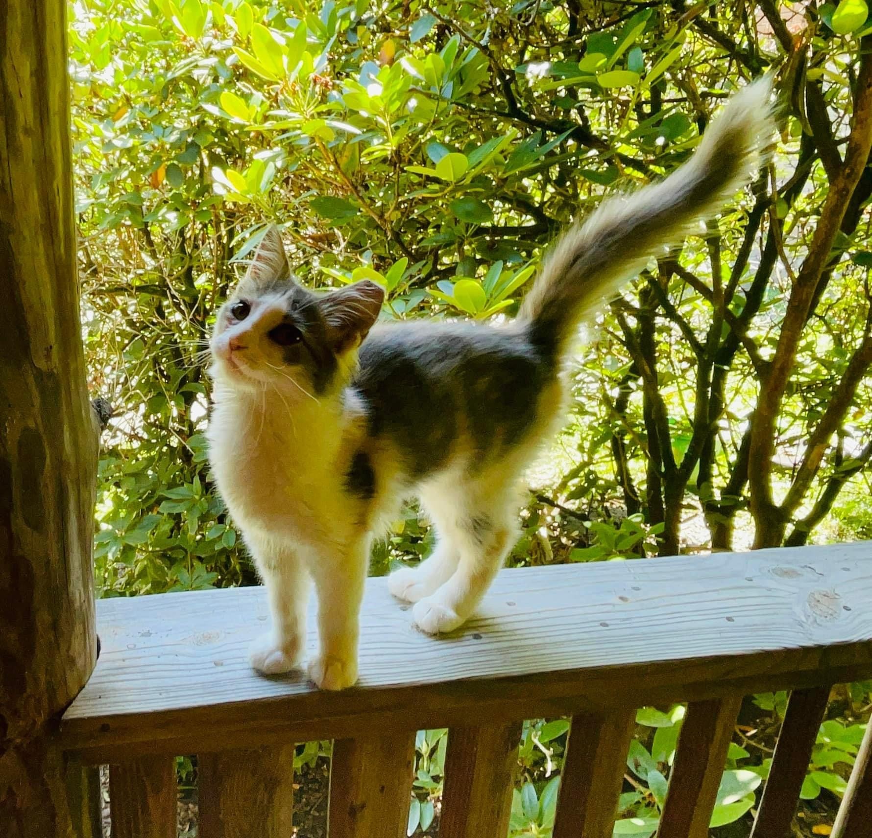 Winter, a Adopted Domestic Long Hair in Beckley, WV image 2/4