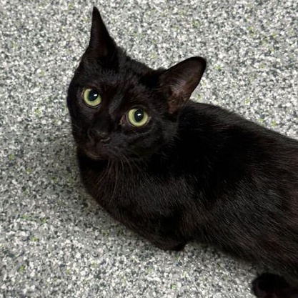 Enlarge Luna, a ADOPTABLE Domestic Short Hair in Jackson, MI image 6/6