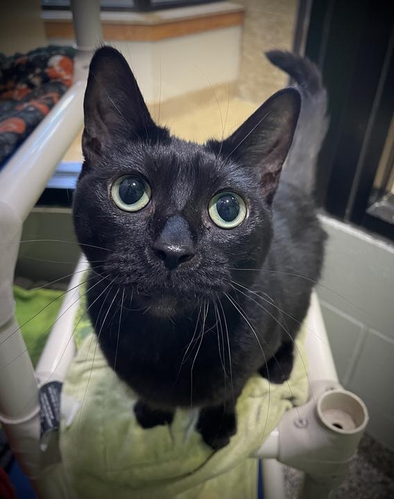 Enlarge Luna, an adoptable Domestic Short Hair in Jackson, MI image 3/6