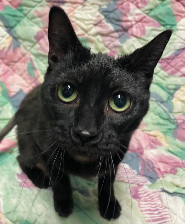 Enlarge Luna, a ADOPTABLE Domestic Short Hair in Jackson, MI image 5/6