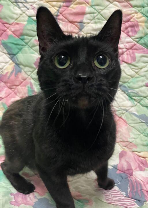 Enlarge Luna, a ADOPTABLE Domestic Short Hair in Jackson, MI image 2/6