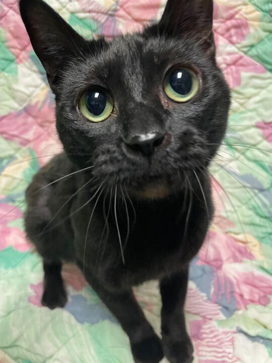 Luna, ADOPTABLE, Senior Female Domestic Short Hair.