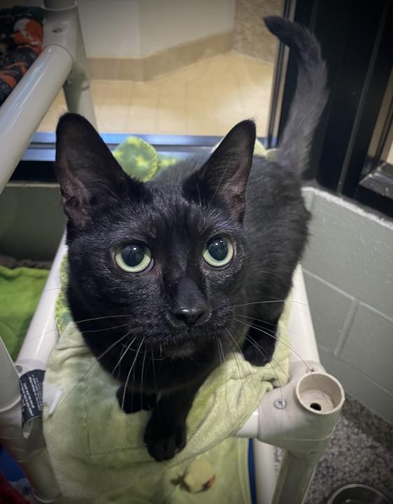 Enlarge Luna, an adoptable Domestic Short Hair in Jackson, MI image 2/6