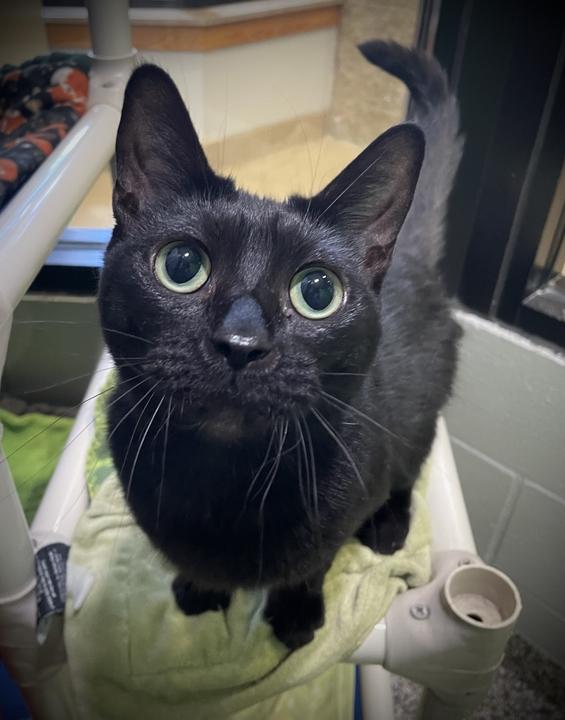 Luna, adoptable, Adult Female Domestic Short Hair.