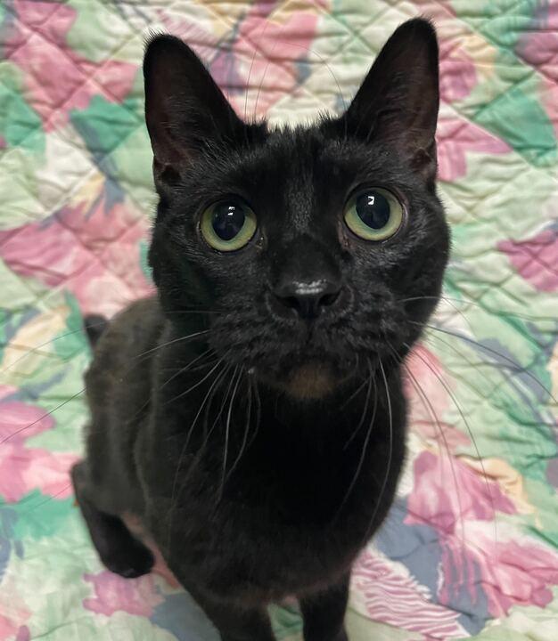 Enlarge Luna, a ADOPTABLE Domestic Short Hair in Jackson, MI image 4/6