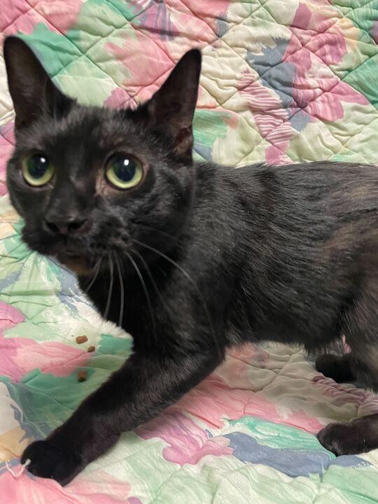 Enlarge Luna, a ADOPTABLE Domestic Short Hair in Jackson, MI image 3/6