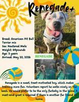Enlarge Renegade, a Adoptable American Staffordshire Terrier in Denton, TX image 3/3