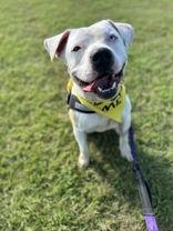 Enlarge Renegade, a Adoptable American Staffordshire Terrier in Denton, TX image 2/3