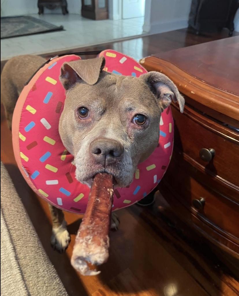 Sasha, Adoptable, Adult Female Pit Bull Terrier & American Staffordshire Terrier.