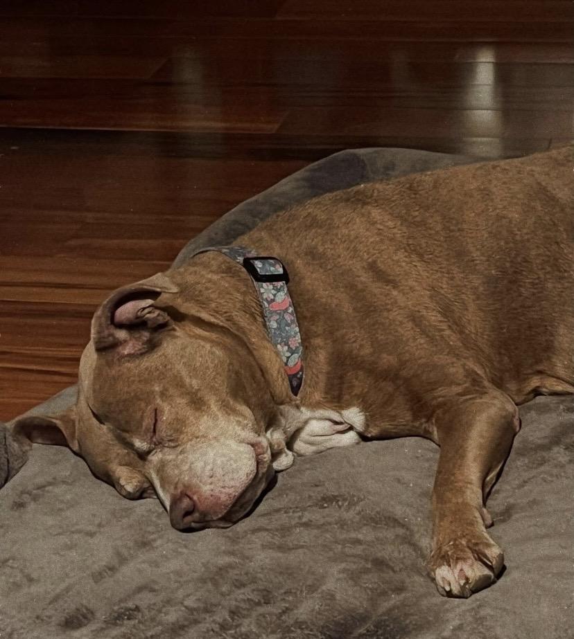 Enlarge Sasha, a Adoptable mixed breed in Philadelphia, PA image 2/6