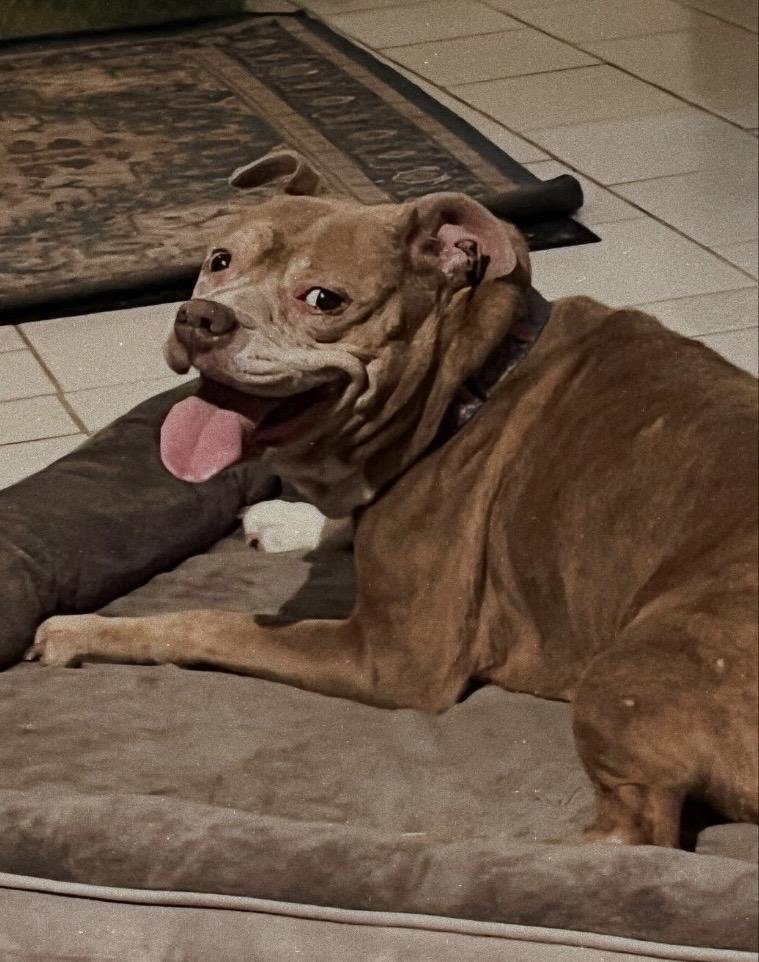 Enlarge Sasha, a Adoptable mixed breed in Philadelphia, PA image 5/6