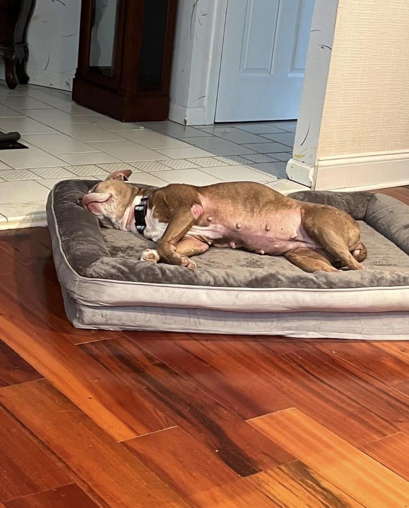 Sasha, Adoptable, Adult Female Pit Bull Terrier & American Staffordshire Terrier.