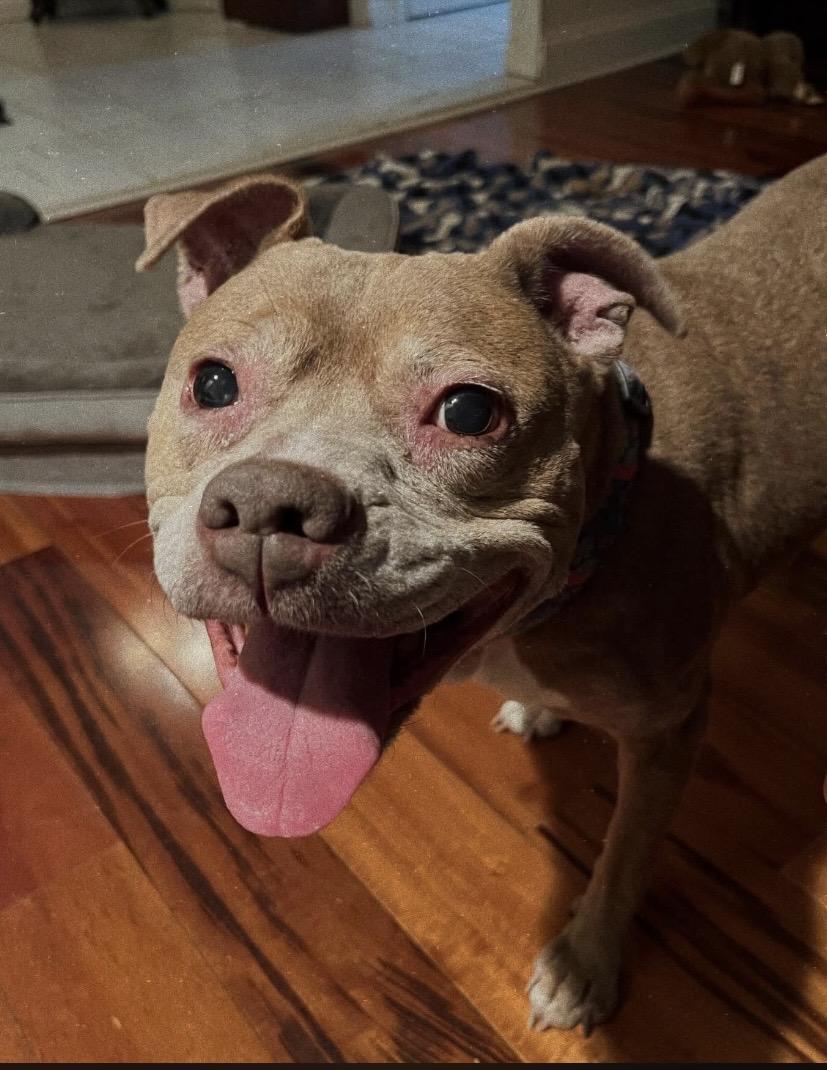 Sasha, Adoptable, Adult Female Pit Bull Terrier & American Staffordshire Terrier.