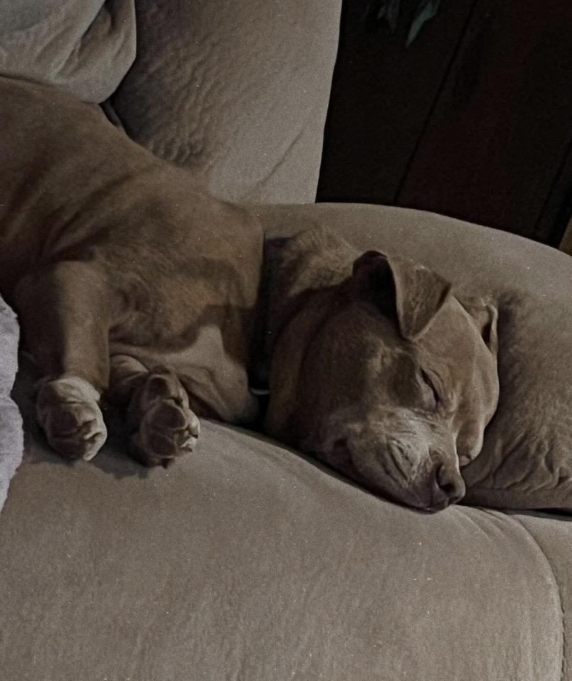 Enlarge Sasha, a Adoptable mixed breed in Philadelphia, PA image 6/6