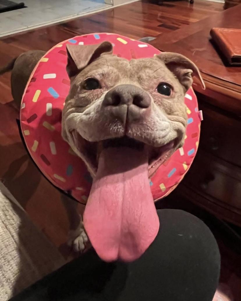 Sasha, a Adoptable mixed breed in Philadelphia, PA image 5/5