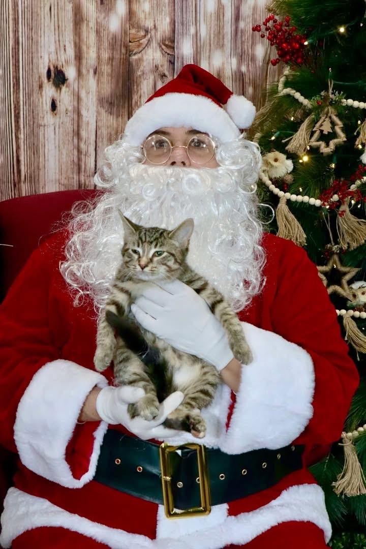 Lyra, an adoptable Domestic Short Hair in China Township, MI image 4/4