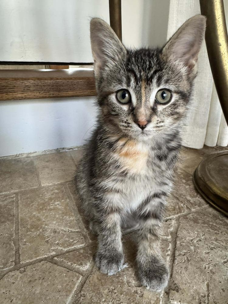 Lyra, an adoptable Domestic Short Hair in China Township, MI image 1/4