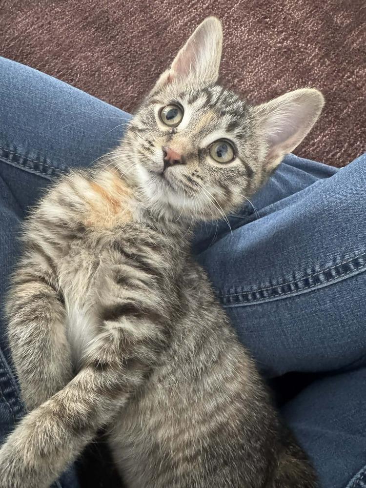 Lyra, an adoptable Domestic Short Hair in China Township, MI image 2/4