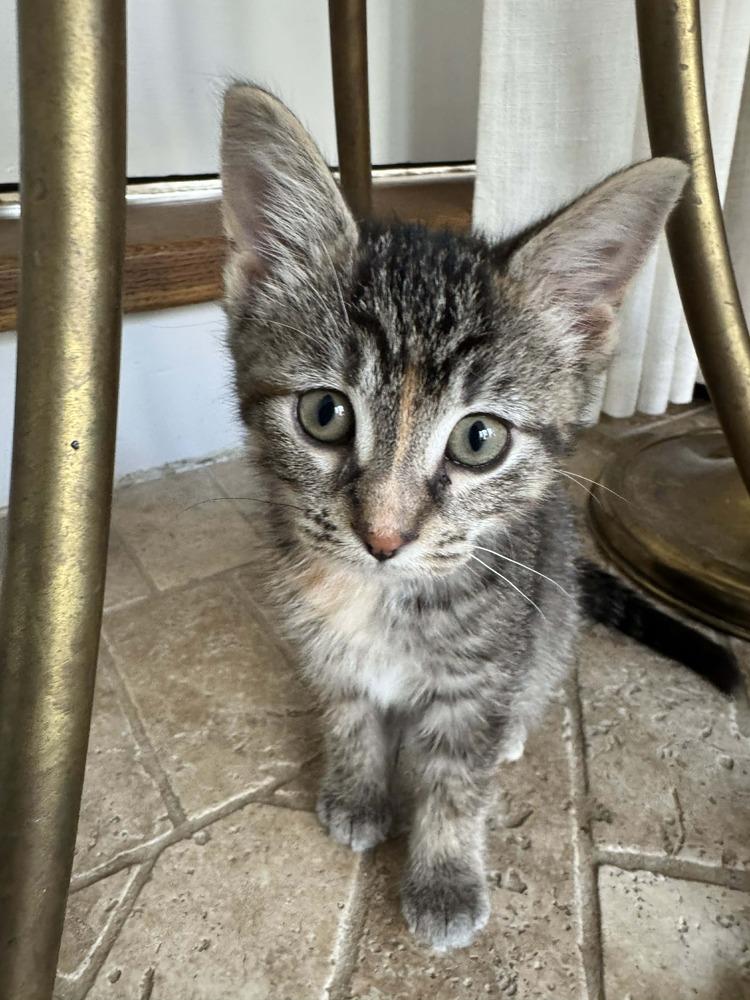 Lyra, an adoptable Domestic Short Hair in China Township, MI image 3/4