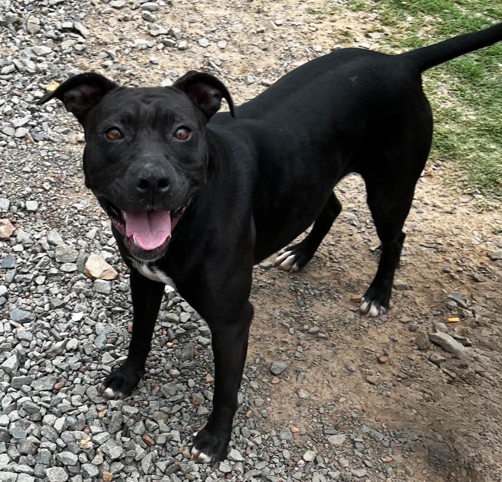 Enlarge Beatrice, a Adoptable Pit Bull Terrier in Little Rock, AR image 1/3