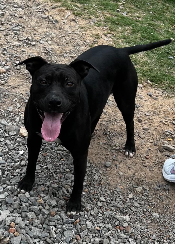 Enlarge Beatrice, a Adoptable Pit Bull Terrier in Little Rock, AR image 2/3