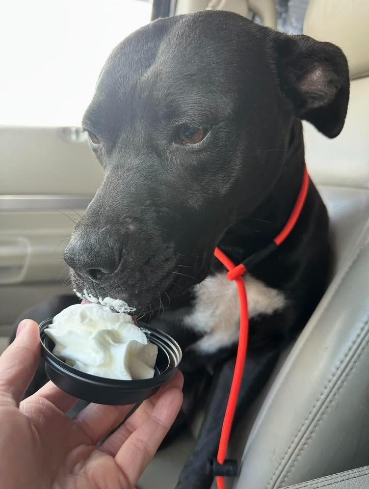 Enlarge Beatrice, a Adoptable Pit Bull Terrier in Little Rock, AR image 3/3