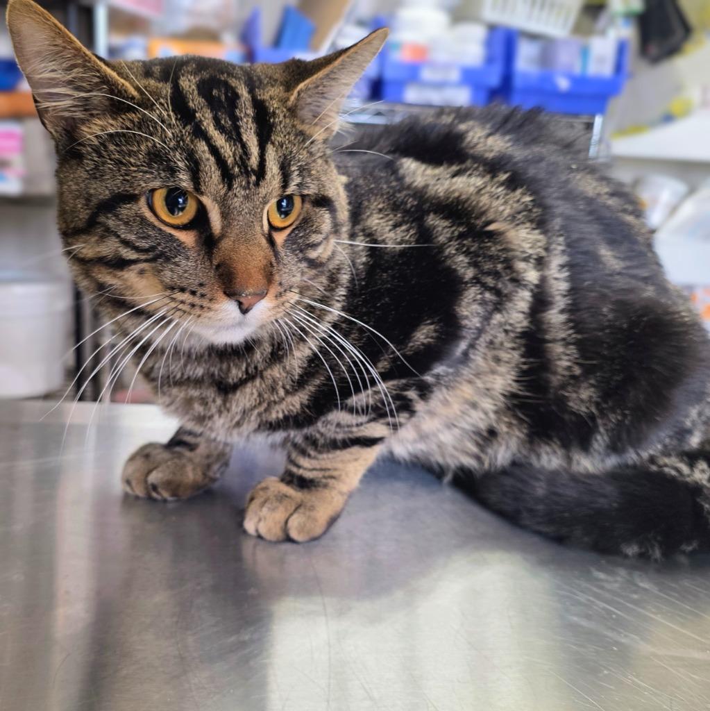 Shooter, Adoptable, Young Male Domestic Short Hair.