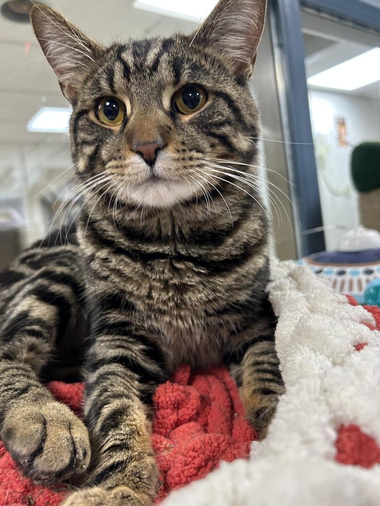 Shooter, a Adoptable mixed breed in New Manchester, WV image 5/5
