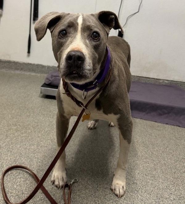 Luna, Adoptable, Senior Female American Staffordshire Terrier.