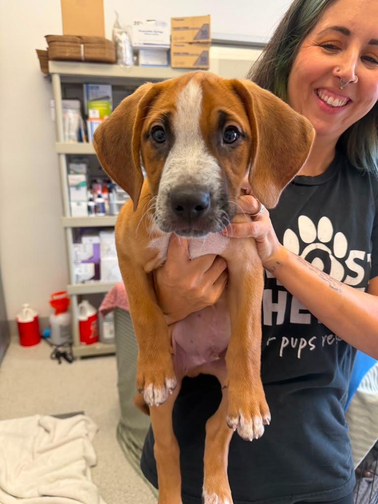 Jamie, Adoptable, Puppy Male Shepherd & Hound.