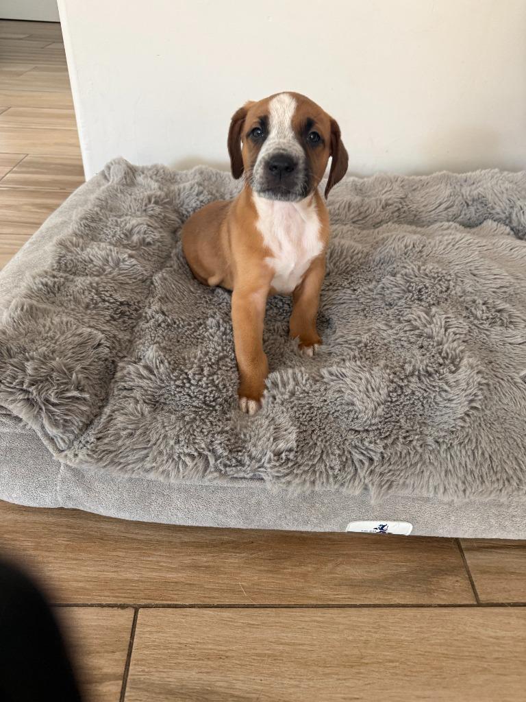 Enlarge Jamie, a Adoptable mixed breed in Phoenix, AZ image 2/4