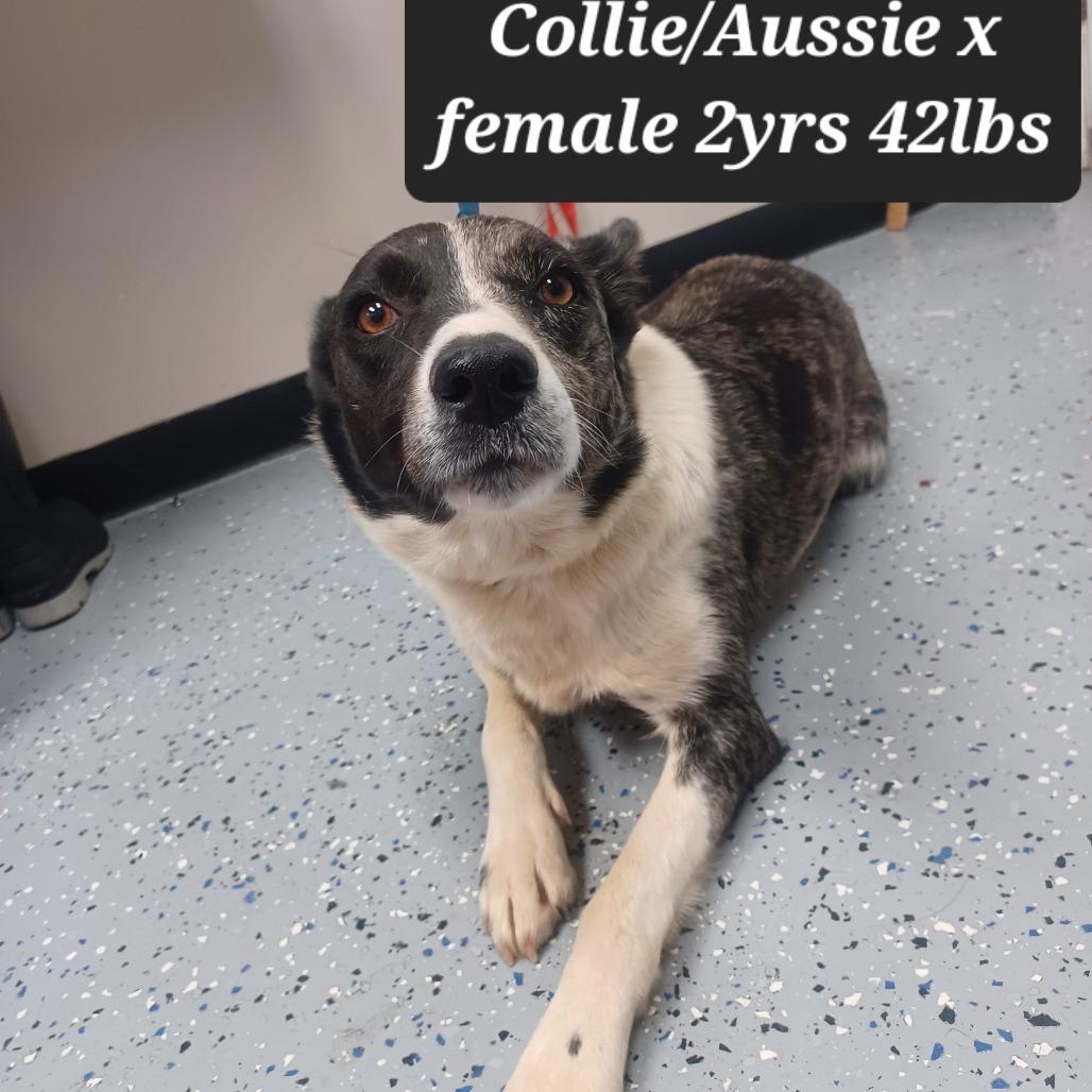 Kambree, Adoptable, Adult Female Rough Collie & Australian Shepherd.