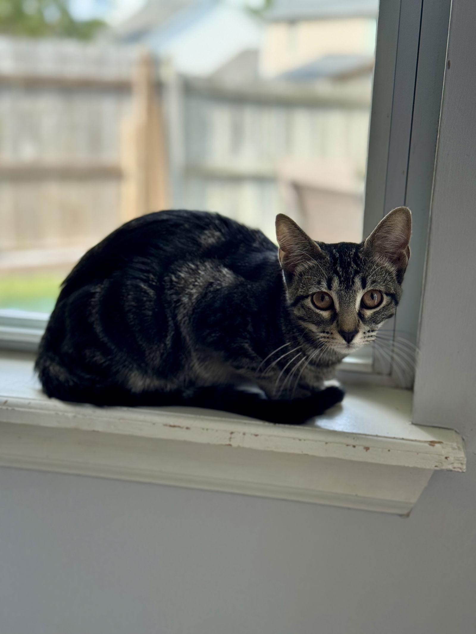 Enlarge Betty, a Adoptable Domestic Short Hair in Lake Saint Louis, MO image 1/1