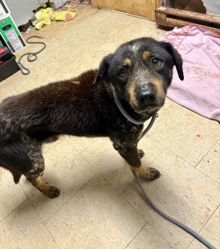 Enlarge Long Haul Trucker, a Adoptable mixed breed in Chillicothe, OH image 1/1
