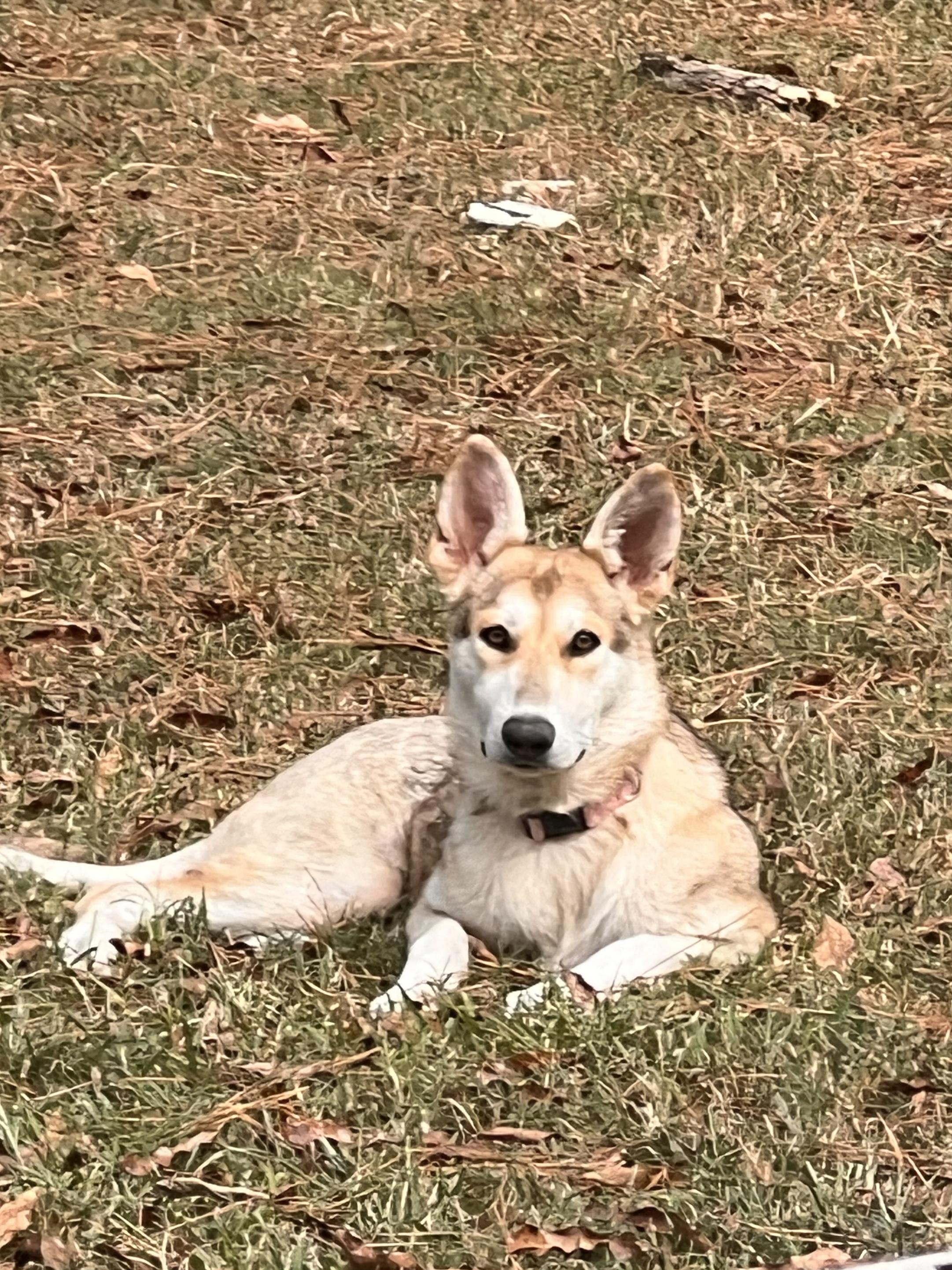Enlarge Sadie, a ADOPTABLE mixed breed in Gadsden, AL image 5/5