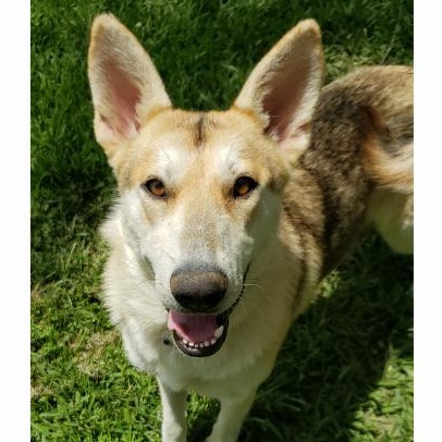 Sadie, ADOPTABLE, Young Female German Shepherd Dog & Shepherd.