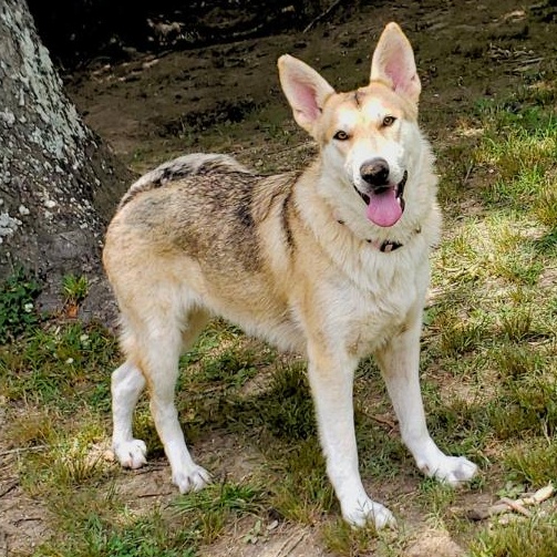 Enlarge Sadie, a ADOPTABLE mixed breed in Gadsden, AL image 4/5