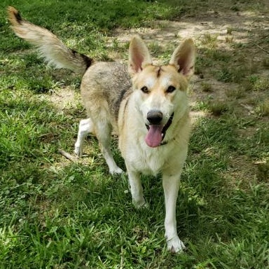 Enlarge Sadie, a ADOPTABLE mixed breed in Gadsden, AL image 3/5