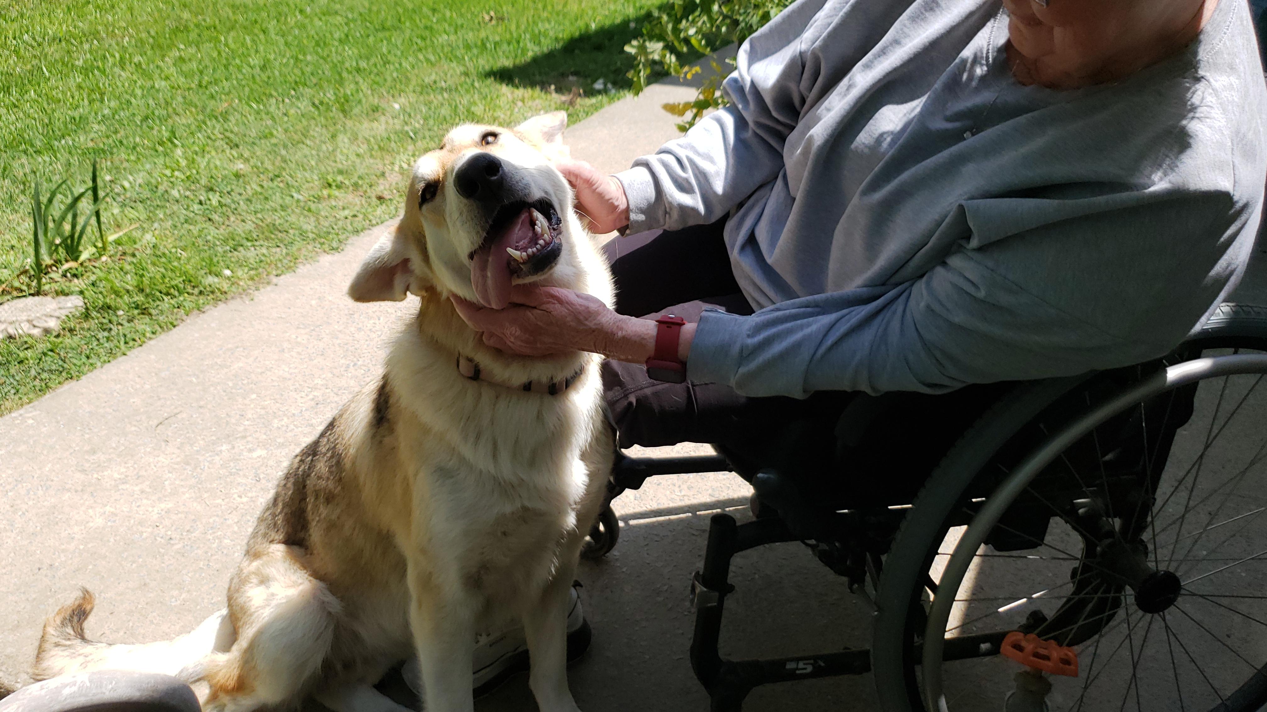 Enlarge Sadie, a ADOPTABLE mixed breed in Gadsden, AL image 2/5